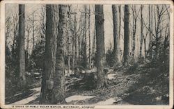 A Grove of Noble Sugar Maples Waterbury, VT Postcard Postcard Postcard