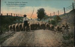 Herding Lambs to Pasture is the Schoolboy's Delight Sheep Postcard Postcard Postcard