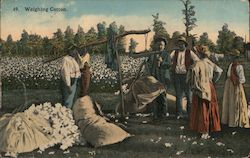 Farmers and Slaves Weighing Cotton Black Americana Postcard Postcard Postcard