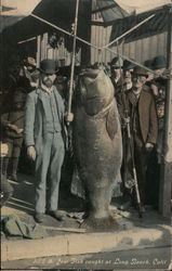 362 lb. Jew Fish Caught at Postcard