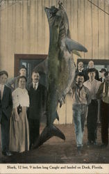 Shark, Caught & Landed on Dock, Florida Postcard