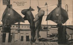 Whip ray and Shovel Head Sharkes Miami, FL Postcard Postcard Postcard
