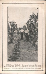 Corn Near Gifford Arkansas Postcard Postcard Postcard