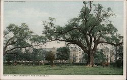 Tulane University Postcard