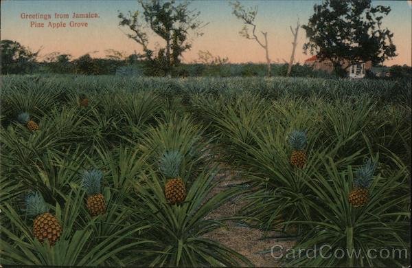 Greetings from Jamaica, Pineapple Grove