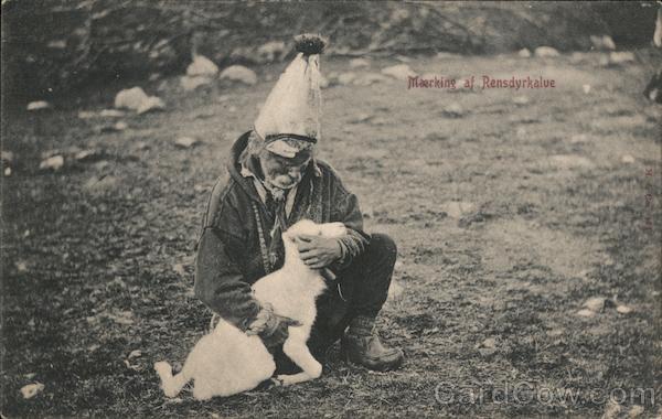 Marking of Reindeer Calves Norway