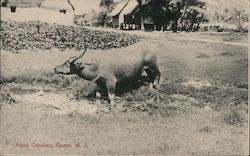 Aged Carabao Guam South Pacific Postcard Postcard Postcard