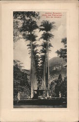 Botanical Garden - Alley of Palms Postcard