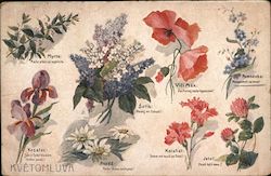 Illustrations and descriptions of various flowers Postcard
