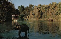 elephant Bathing Pool Postcard