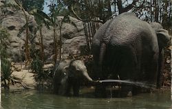 Playful Elephants Postcard