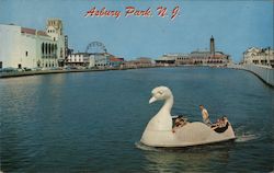 Swan Ride on Beautiful Wesley Lake Postcard