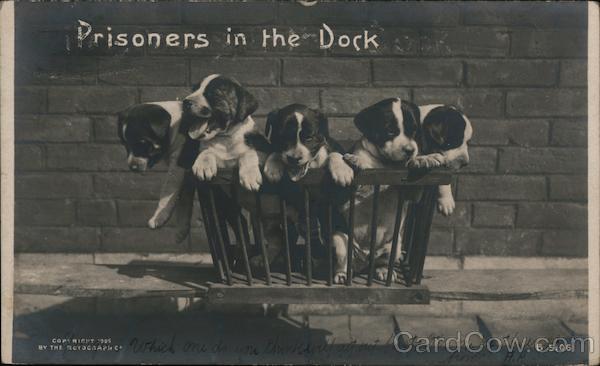 Prisoners in the Dock Dogs