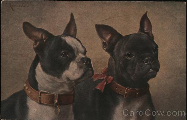 Two French Bulldogs