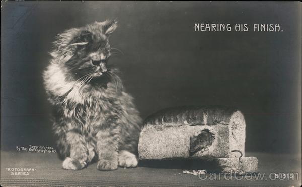 Nearing His Finish Cats