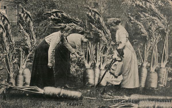 Women Pulling Giant Carrots Exaggeration
