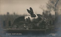 A Close Conference - Bunnies Postcard Postcard Postcard