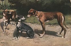 Three Hounds Outside Postcard