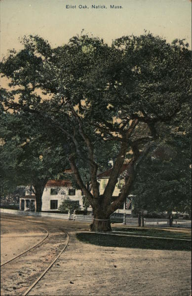 Eilot Oak Natick Massachusetts