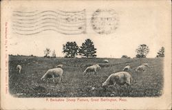 A Berkshire Sheep Pasture Postcard