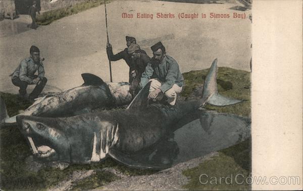 Man Eating Sharks (Caught in Simons Bay) Simon's Town South Africa