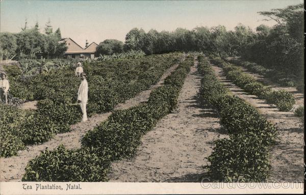 Tea Plantation In Natal, With Workers South Africa