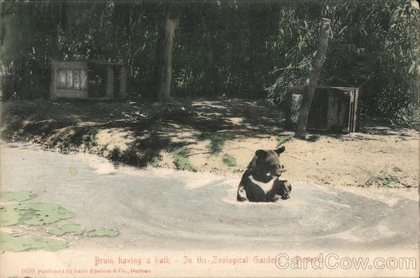Bruin Having a Bath, In the Zoological Gardens Pretoria South Africa