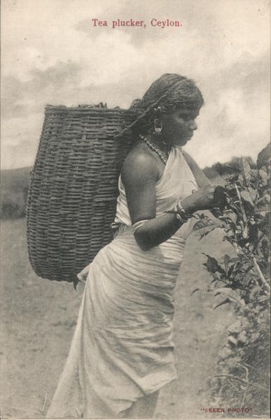 Tea Plucker Sri Lanka Southeast Asia
