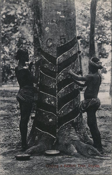 Tapping a rubber tree, Ceylon Sri Lanka Southeast Asia