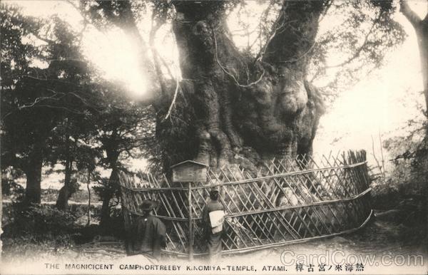 The Magnificient Camphor tree by Kinomiya Temple, atami Japan