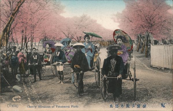 Cherry Blossoms of Yokohama Park Japan