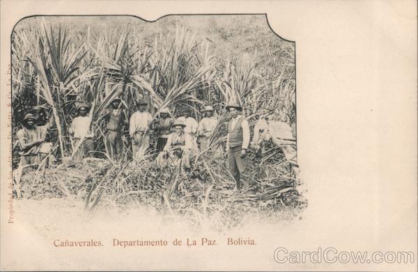Cane Plantation La Paz Bolivia