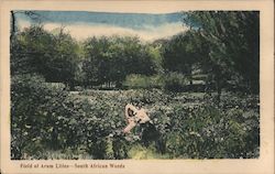 Field of Arum Lillies - South African Weeds Postcard