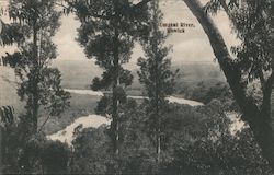 View Of Umgeni River Through Trees Postcard