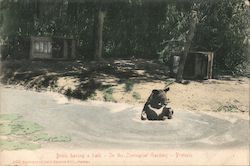 Bruin Having a Bath, In the Zoological Gardens Postcard