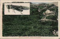 Millions of Locust settles on the ground Postcard