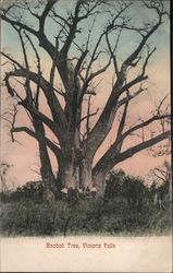 Baobab Tree, Victoria Falls Postcard