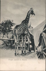 Giraffe Captured in Rhodesia Postcard