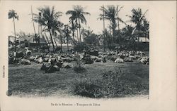 Troupeau de Zébus Postcard