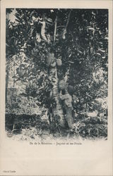 Ile de la Reunion - Jaquier et ses Fruits Postcard