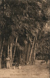 Alice des Bamboos - Station d'essai de Tamatave Postcard