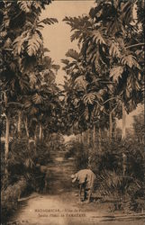 Madagascar - Allee de Plantations, jardin d'essai de Tamatave Postcard