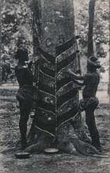 Tapping a rubber tree, Ceylon Postcard