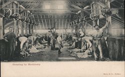 Sheep Shearing by machinery Postcard