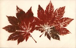 Red leaves, japanese Postcard