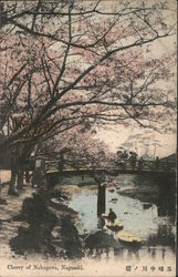 Cherry Blossoms, Nakagawa River Postcard