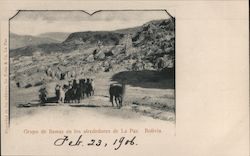 Group of Llamas in the Vicinity Postcard