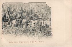 Cane Plantation Postcard