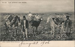 The Muleteers With Mules Postcard
