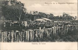 Cattle in Corral Postcard